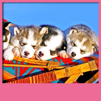 Cute Puppies Live Wallpapers