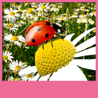 Ladybug Live Wallpapers