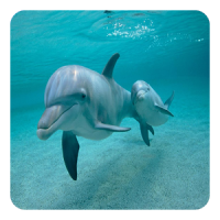 Golfinhos de Parede Vivo
