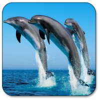 Delfín Fondos Animados