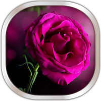 Rosa Rose Hintergrundbilder