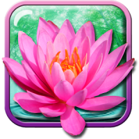 Fleur de Lotus Fond d'écran