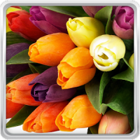 Colorful Tulips Live Wallpaper