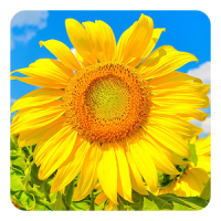 Golden Sunflower LWP