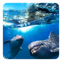 Delphin 3D Live Hintergrund