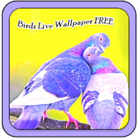 Beautiful Birds Wallpapers Free New