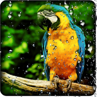 Parrot HD Wallpaper Live