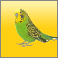 Budgies Song