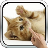 Playful Kitten Live Wallpaper