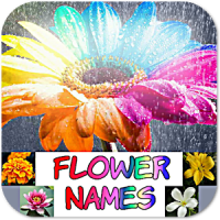 Flower Names, Colors, Features