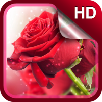 लाल गुलाबों लाइव वॉलपेपर है HD