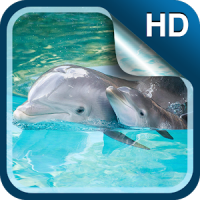 Delphin Live Hintergrund