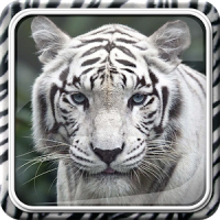 Белый Тигр Живые Обои