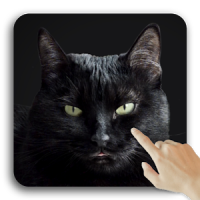 Lindo gato negro Fondos de pantalla animados