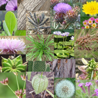 Weeds of South East QLD and Northern NSW