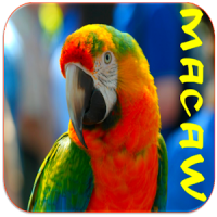 Macaw Bird Sounds