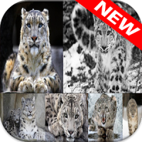 Snow Leopard Wallpapers