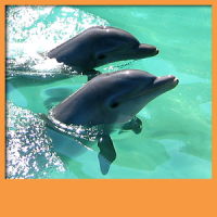 Dolphins Live Wallpapers