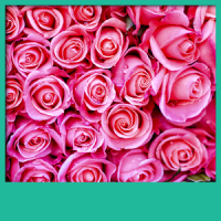 rosas color rosa fondos pantal