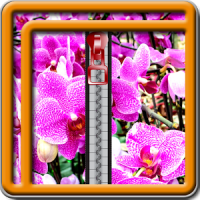 Zipper Lock Screen Orchid
