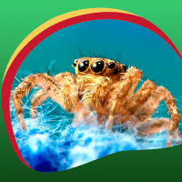 Spider Live Wallpapers
