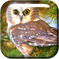 Lovely Owls Live Wallpaper