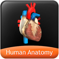 HumanAnatomy-Circulatory