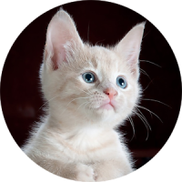 Animated kittens HD Wallpapers
