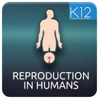 Reproduction in Humans