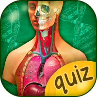 Quiz De Anatomia Del Cuerpo Humano Gratis