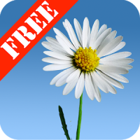 Lovely Daisies Free