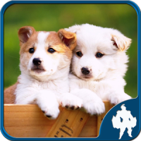 Jigsaw Puzzle Dogs