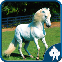 Horses Jigsaw Puzzles