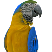 Real Talking Parrot