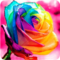 Colored Roses to Fall in Love