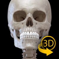 骨格系 - 上肢 - 解剖学3D アトラス - Lite