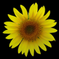 Sunflower LW Free + weather