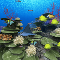 Coral Reef of Kerama Trial