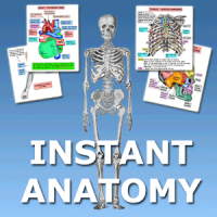 Anatomy Flash Cards