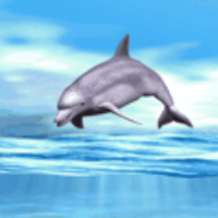 Dolphin Playing Live Wallpaper