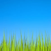 Grass LWP [Revamped]