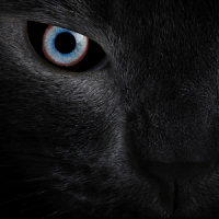 Black cat eyes live wallpaper