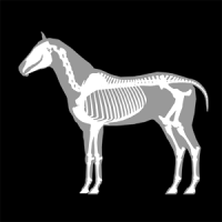 3D Horse Anatomy Software