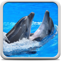 Dolphins Live Wallpaper