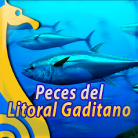 Peces de Cadiz