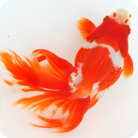 Japanese goldfish