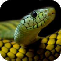 Snake Wallpapers