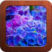 Beautiful Flowers Photo Frames