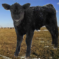 Calving Calculator Ad Free