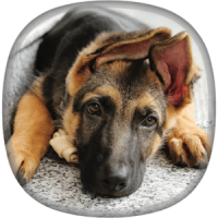 German Shepherd Wallpapers